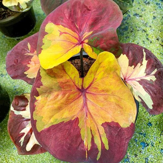 Caladium SUNSET SKY