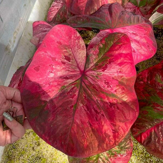 Caladium ROSE