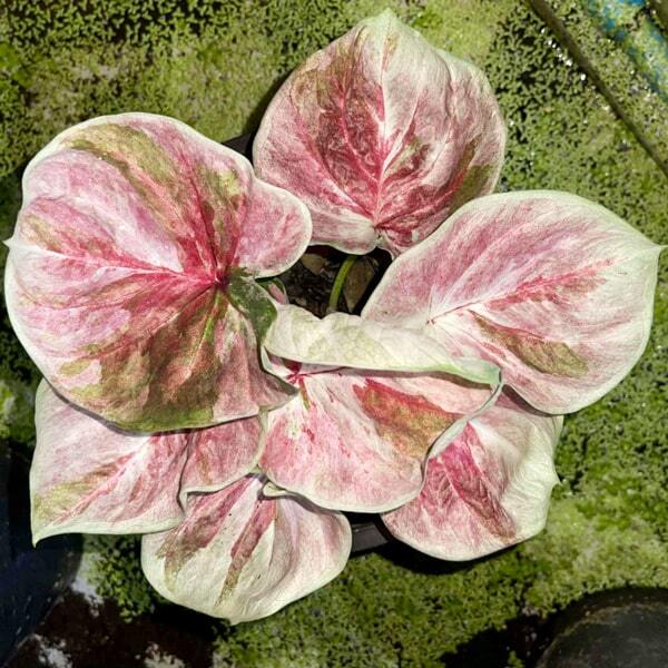 Caladium PHON SUANG PHLAENG