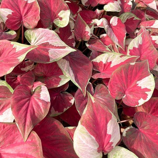 Caladium DARA NOPPHARAT