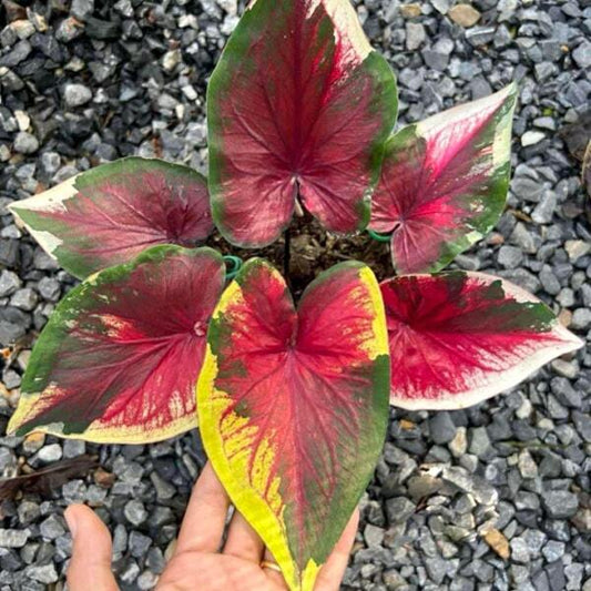 Caladium RAK OEI Ð I LOVE YOU