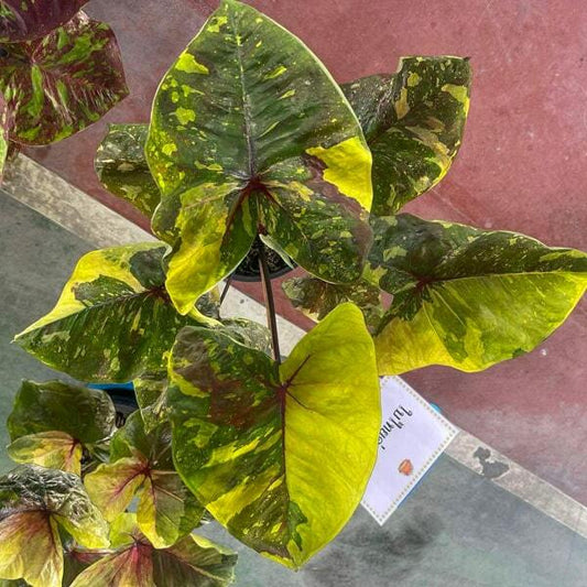 Caladium GOLDEN GREEN