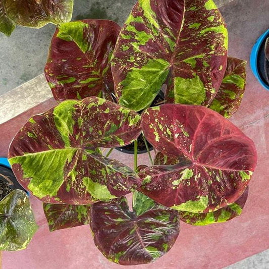 Caladium MORNING STAR