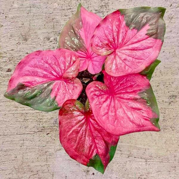 Caladium SRI KANCHANA