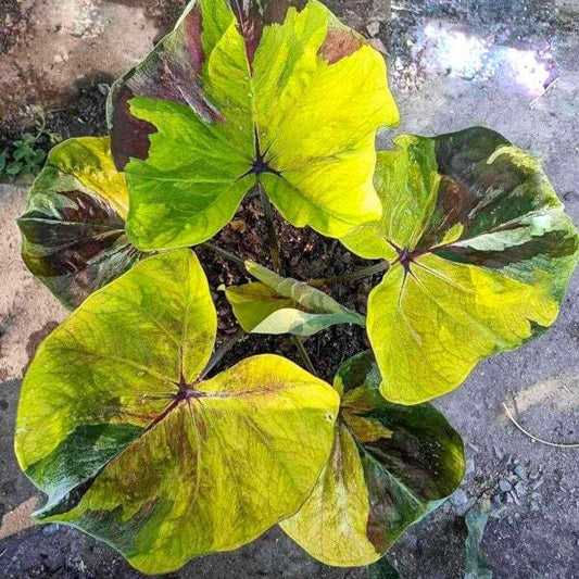 Caladium SUNSHINE DAY