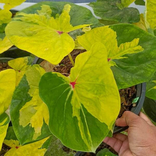 Caladium SUNSHINE DREAM
