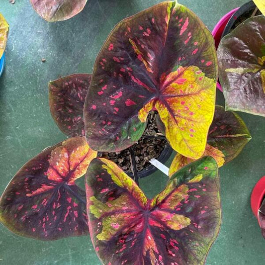 Caladium GOOD NIGHT