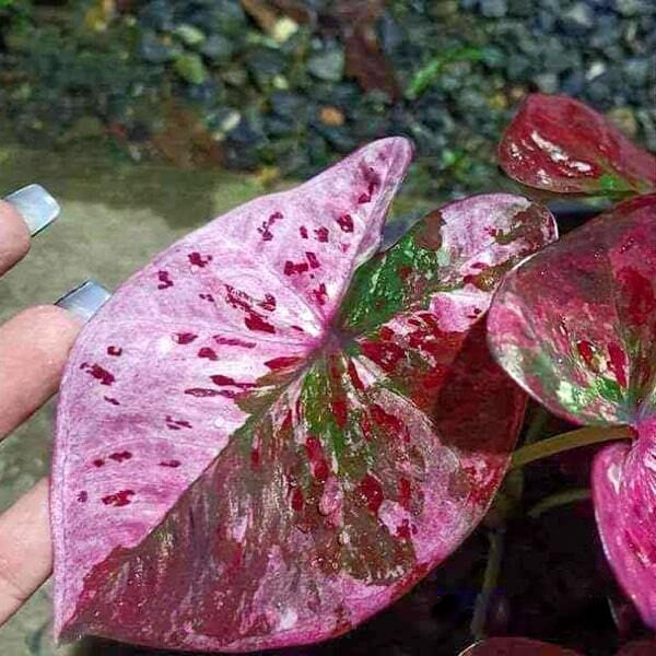 Caladium GOOD DAY