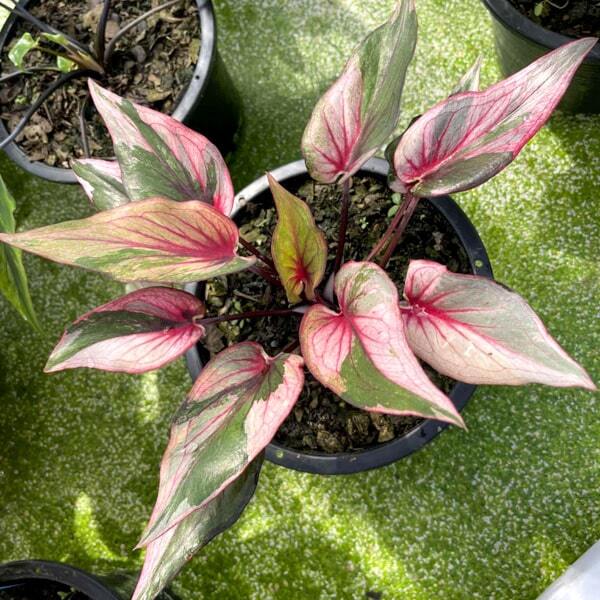 Caladium PLOY CHOMPHU Ð PINK GEM
