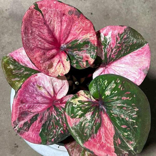 Caladium SAB MANGKHANG Ð WEALTH