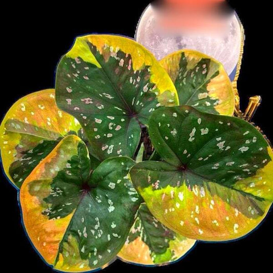 Caladium JAO CHAN PHEN Ð MASTER OF FULL MOON
