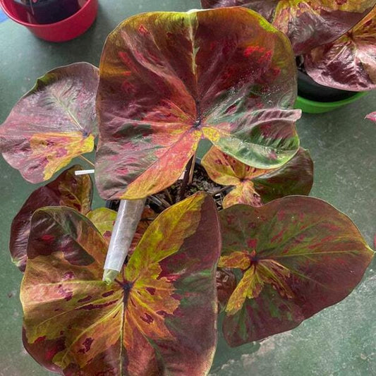 Caladium SAENG CHAN Ð MOONLIGHT