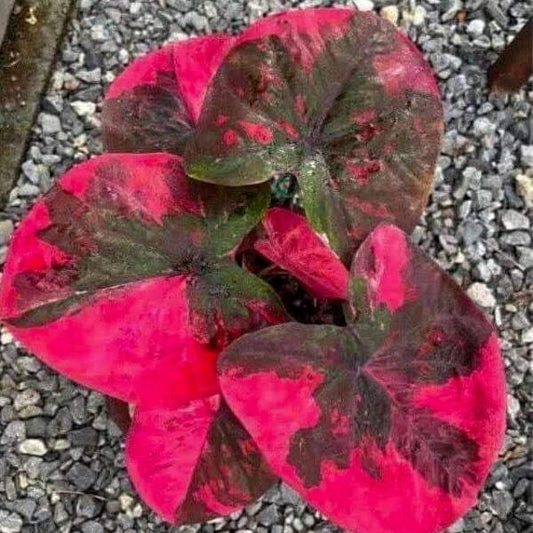 Caladium PHON PHRAGAN Ð DARK MONK BLESSING