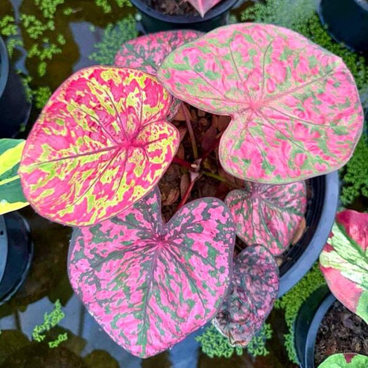Caladium LADY TIGER