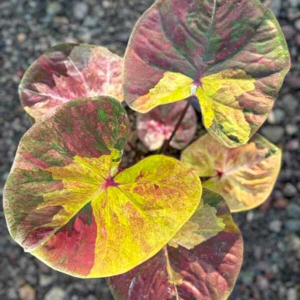 Caladium MINION