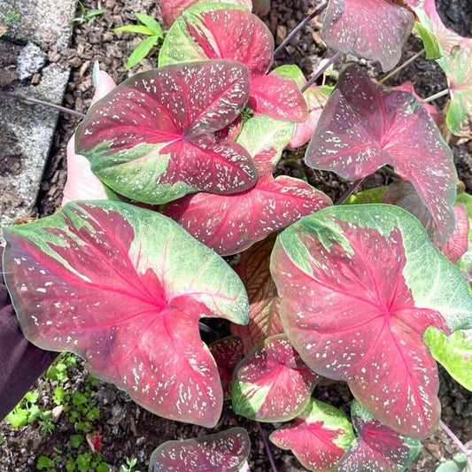 Caladium MUKDAHAN