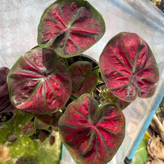 Caladium MOR SI NOY