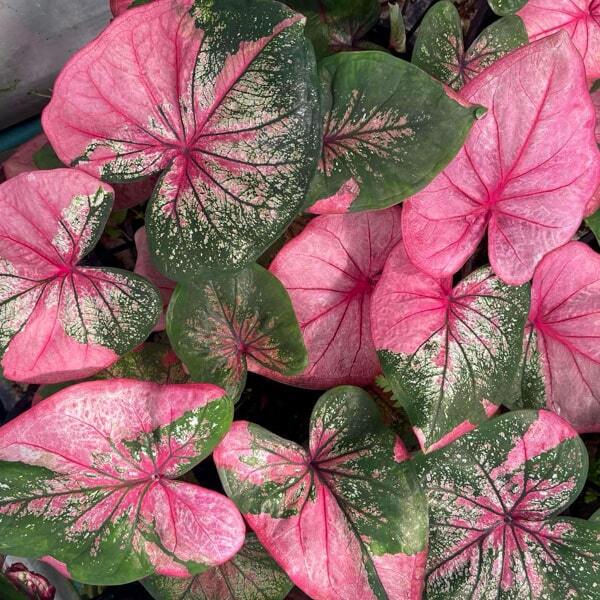 Caladium CHOMPHU TAWEEP