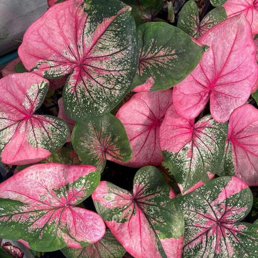 Caladium CHOMPHU TAWEEP