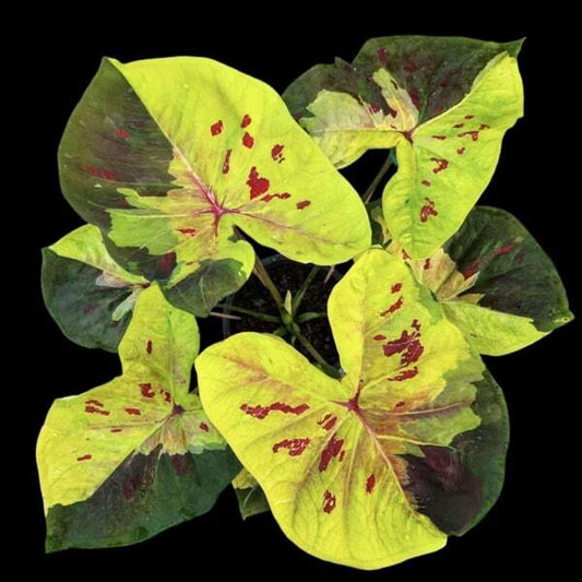 Caladium THONG TARA