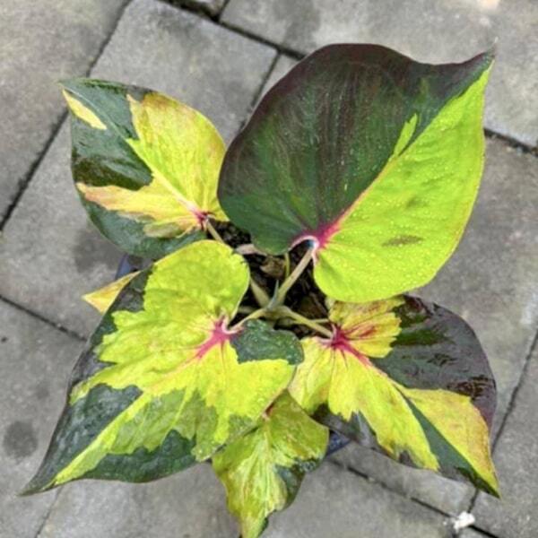 Caladium THONG TANAOSI