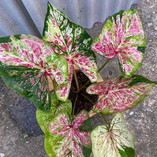 Caladium ASONG KHAI