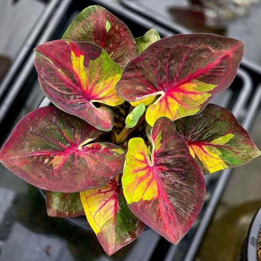 Caladium PHUTTA KHUN