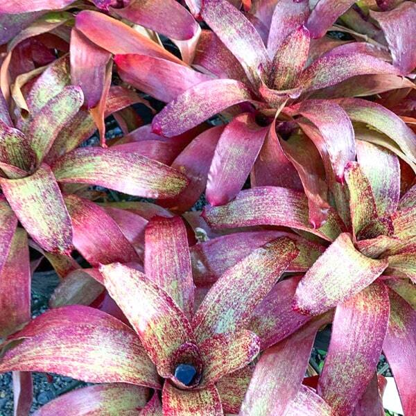 Neoregelia SUNGOLD