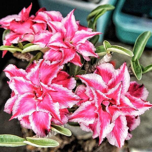 Adenium obesum SIAM-20271