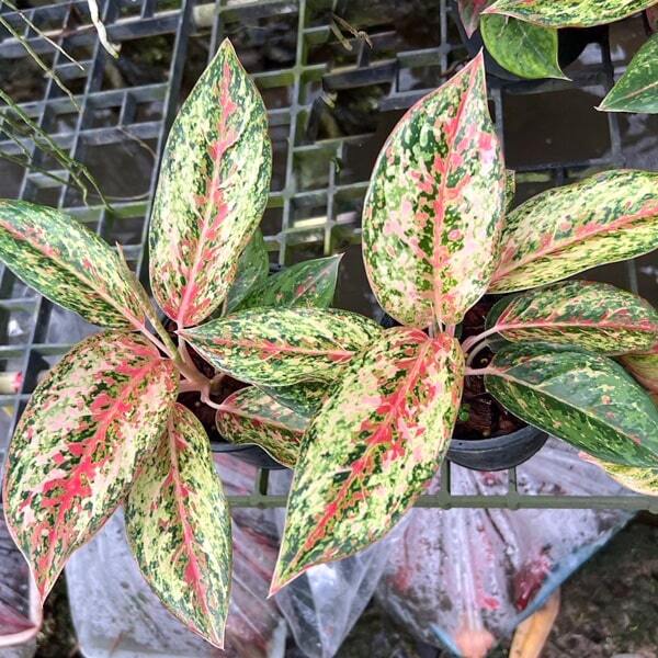 Aglaonema 20 KARAT