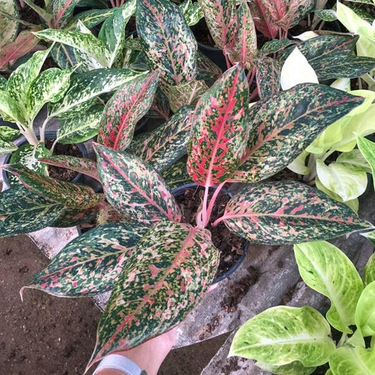 Aglaonema 20 KARAT