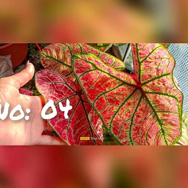 Caladium 004