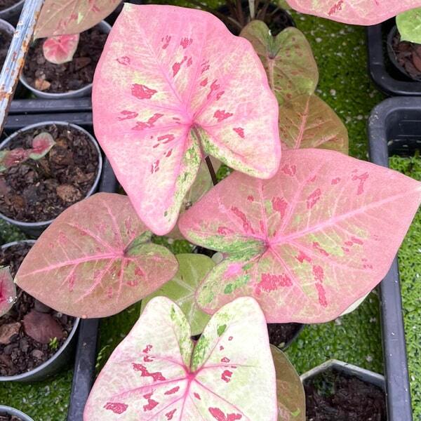 Caladium 777