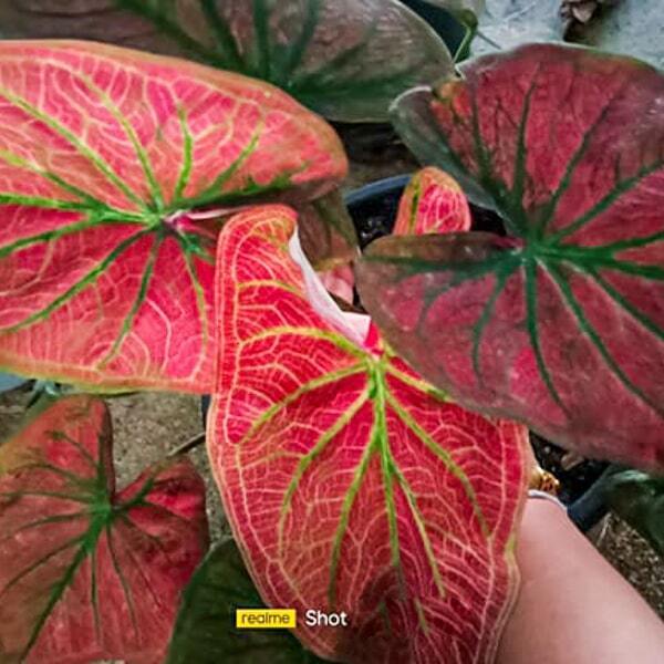Caladium 999