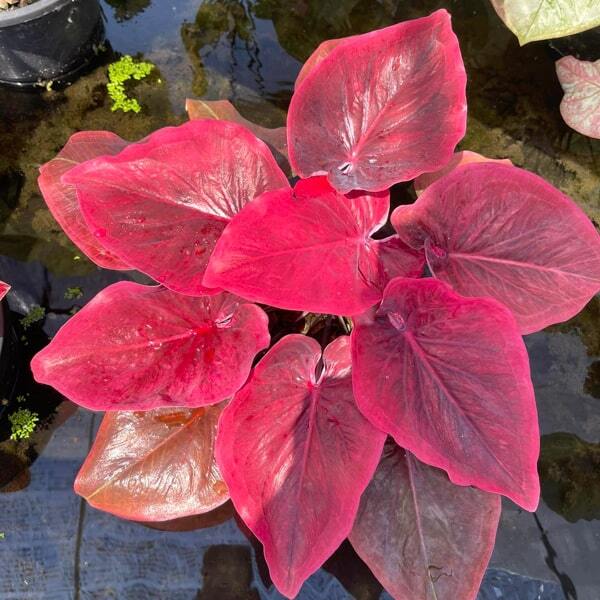 Caladium P01
