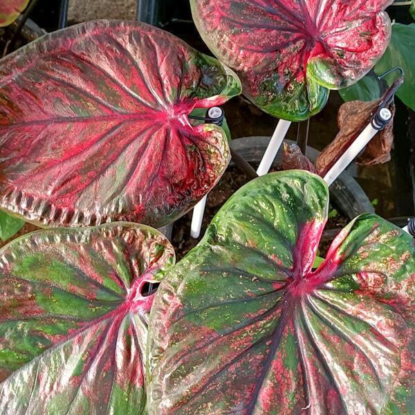 Caladium P06