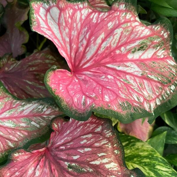 Caladium P07