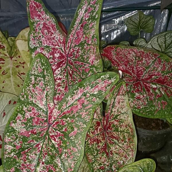 Caladium P08
