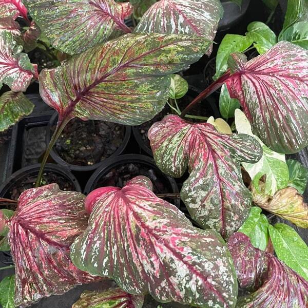 Caladium P09