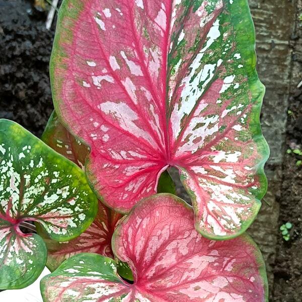 Caladium P10