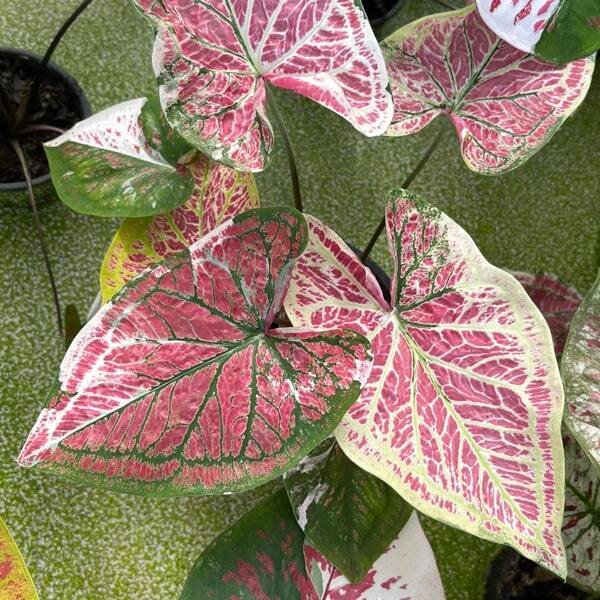 Caladium PJ03