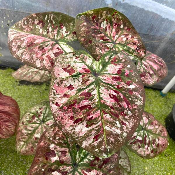Caladium PJ05