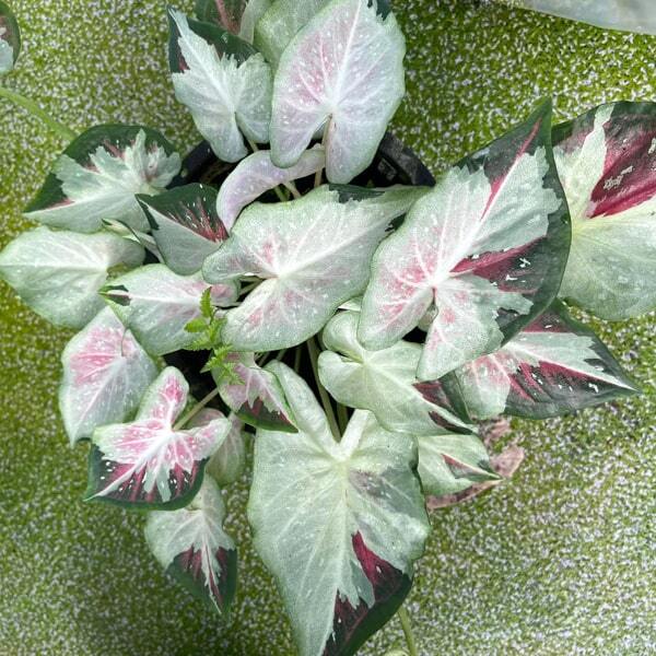 Caladium PJ07
