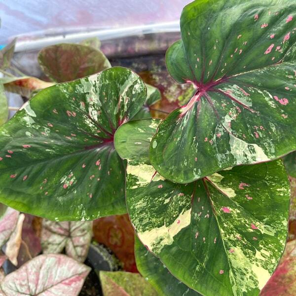 Caladium PJ09