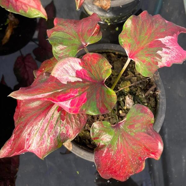 Caladium PJ12