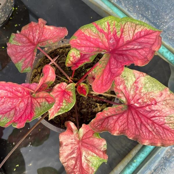 Caladium PJ13