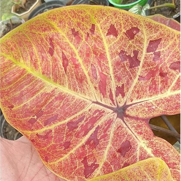 Caladium 05