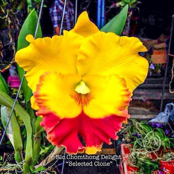 Rhyncholaeliocattleya orchid RLC. CHOMTHONG DELIGHT 'SELECTED CLONE'