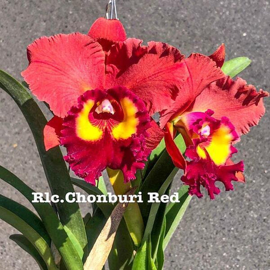 Rhyncholaeliocattleya orchid RLC. CHONBURI RED