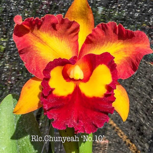 Rhyncholaeliocattleya orchid RLC. CHUNYEAR #10